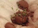 Clay
                          Coated Seeds