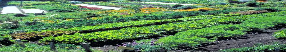 Permaculture is a way of life that provides
                everything we need for survival, without destroying
                anything.
