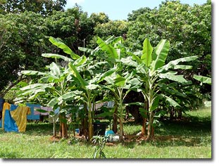 banana circle