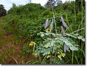 food forest